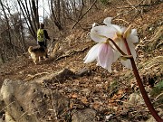 88 E rigodiamo la vista degli ellebori in fiore